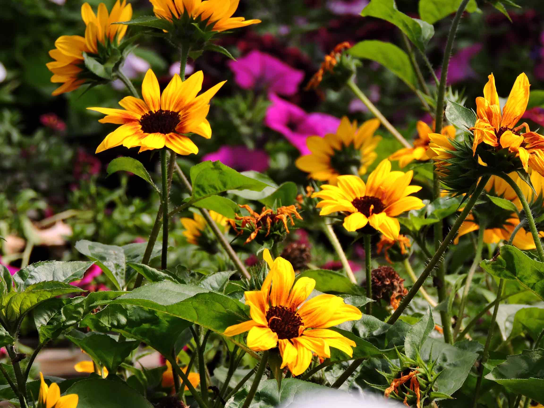 Sommarblommor